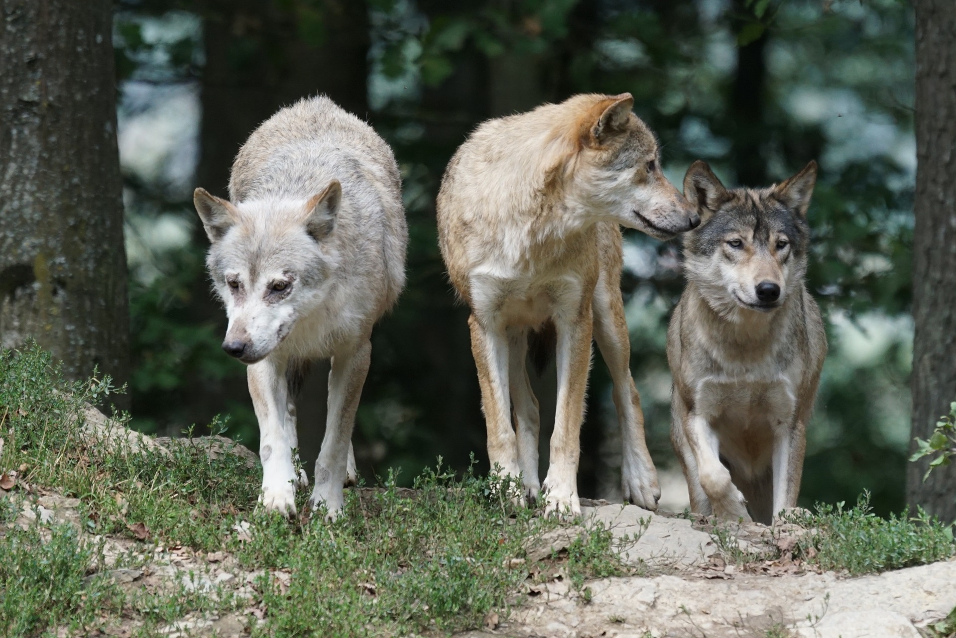 timber-wolves-907680_1920 (1)